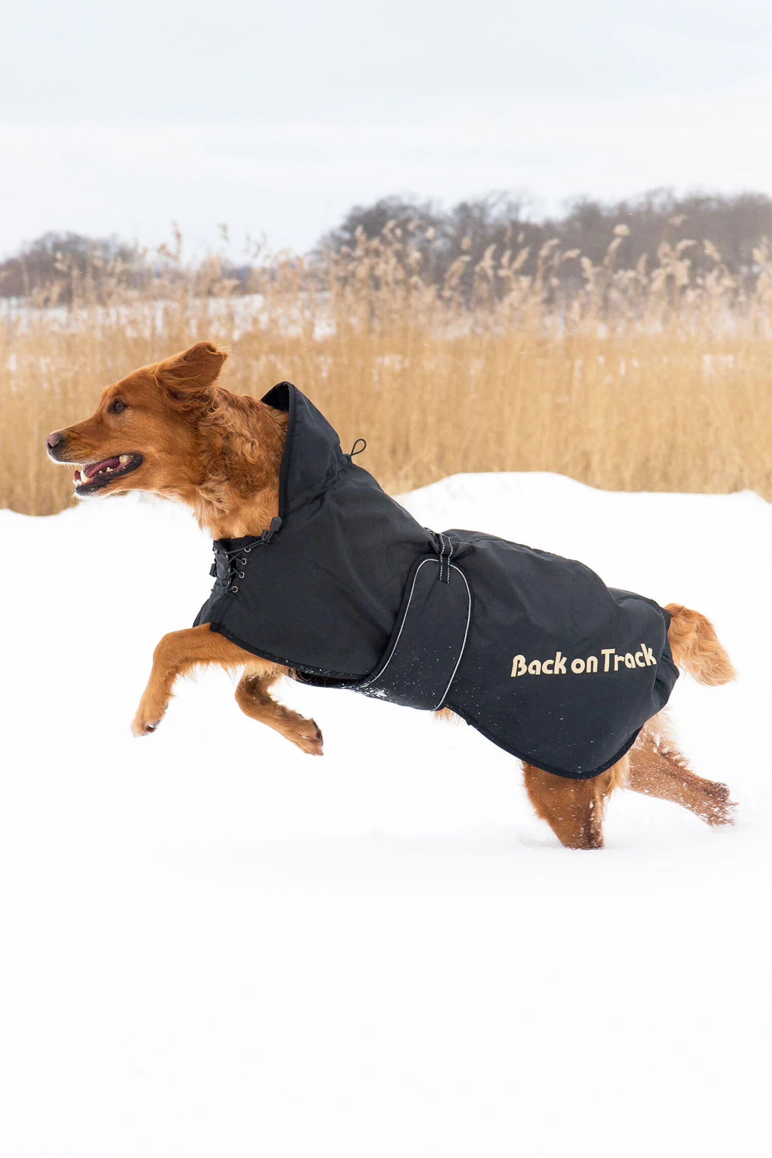 Back on Track hundedekken (43-59)