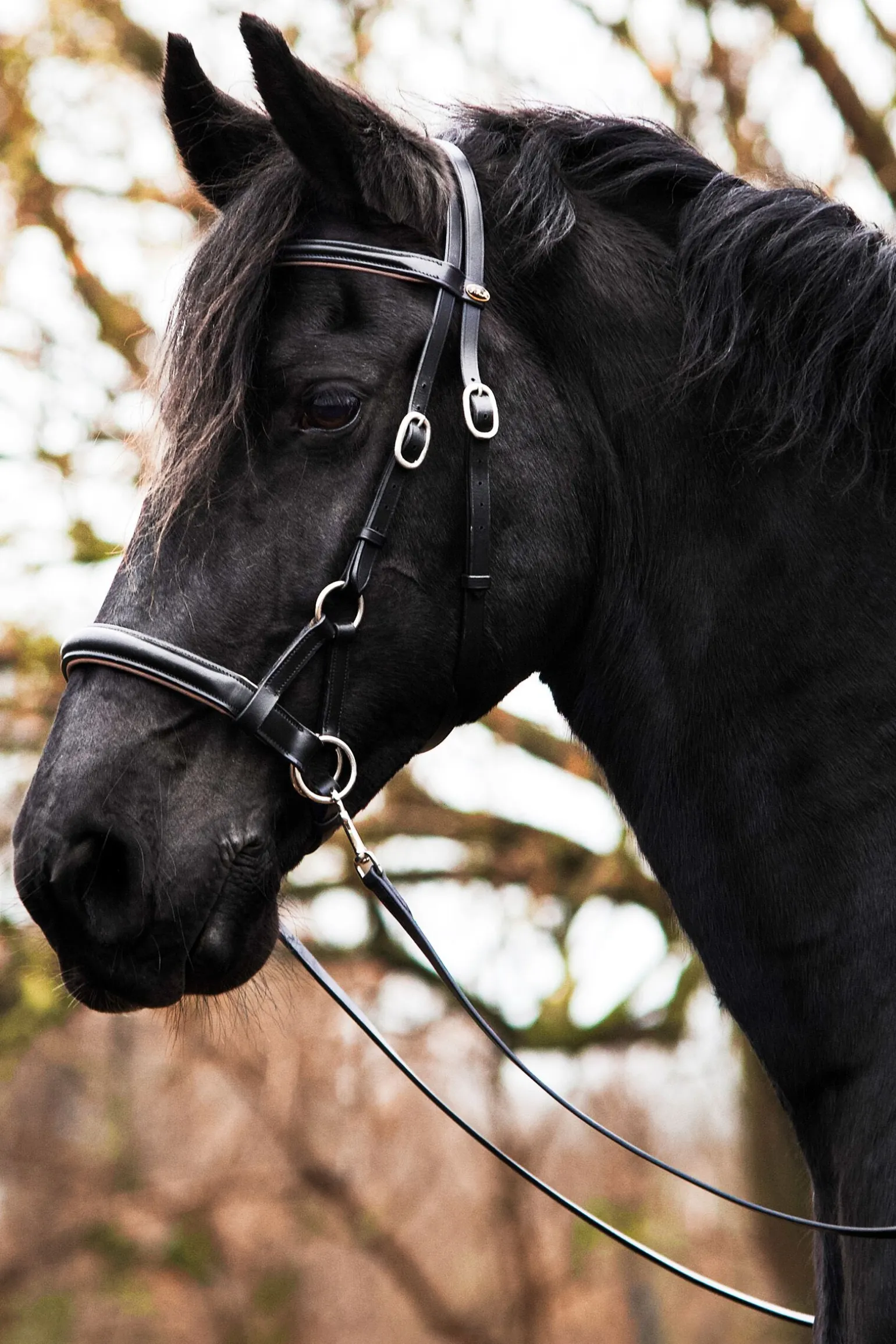 F.R.A. Freedom Riding Articles Pardoes de Luxe Sidepull med tøyler (system 3)
