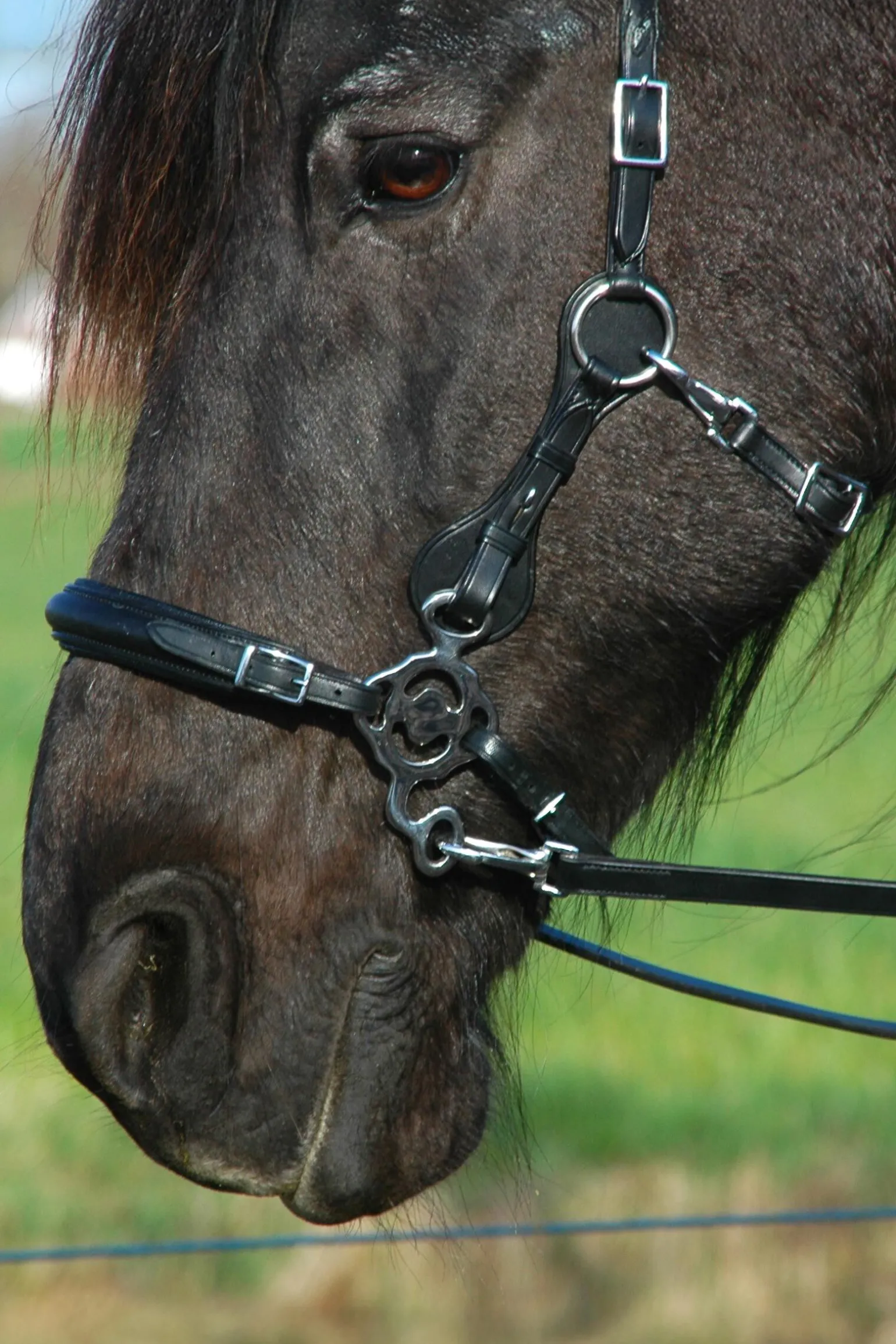F.R.A. Freedom Riding Articles Calli hodelag Hackamore med tøyler (system 2)