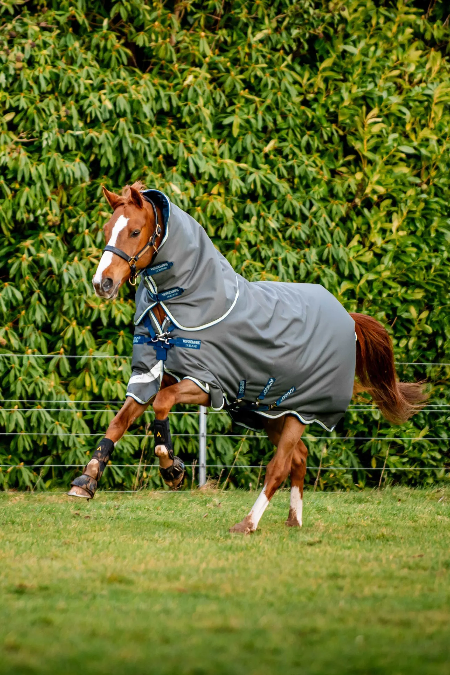Horseware Amigo Bravo 12 Plus utedekken med avtakbar hals, 400g