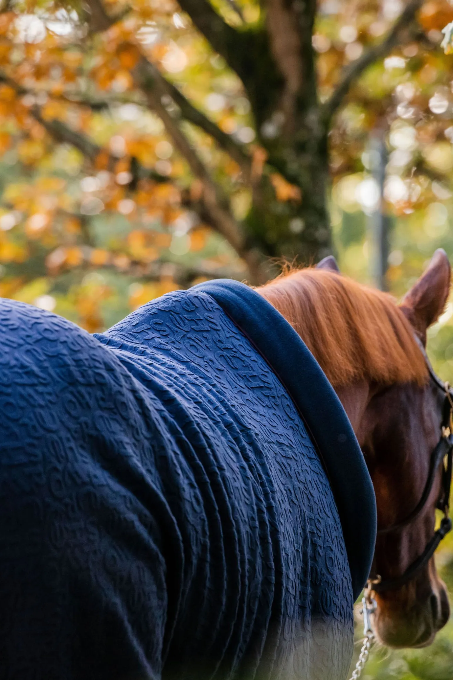 Horseware dekorert cosy neck cooler