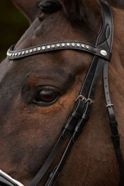 Kavalkade Charlotte dressurhodelag med pullback nesereim
