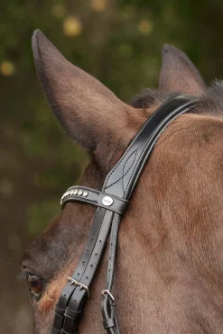 Kavalkade Charlotte dressurhodelag med pullback nesereim
