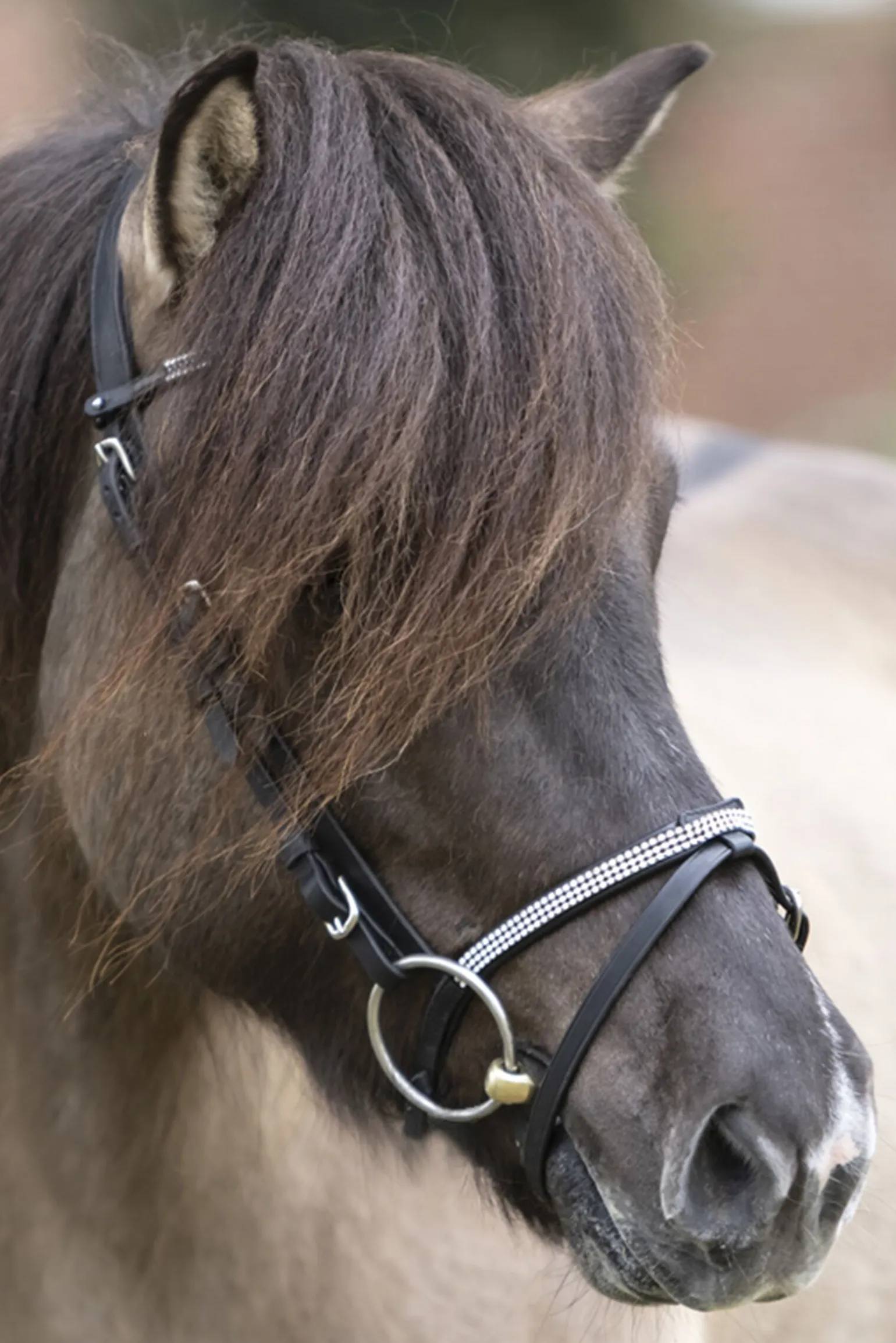 Kavalkade Hvítur English Noseband for Aradis Icelandic Bridle