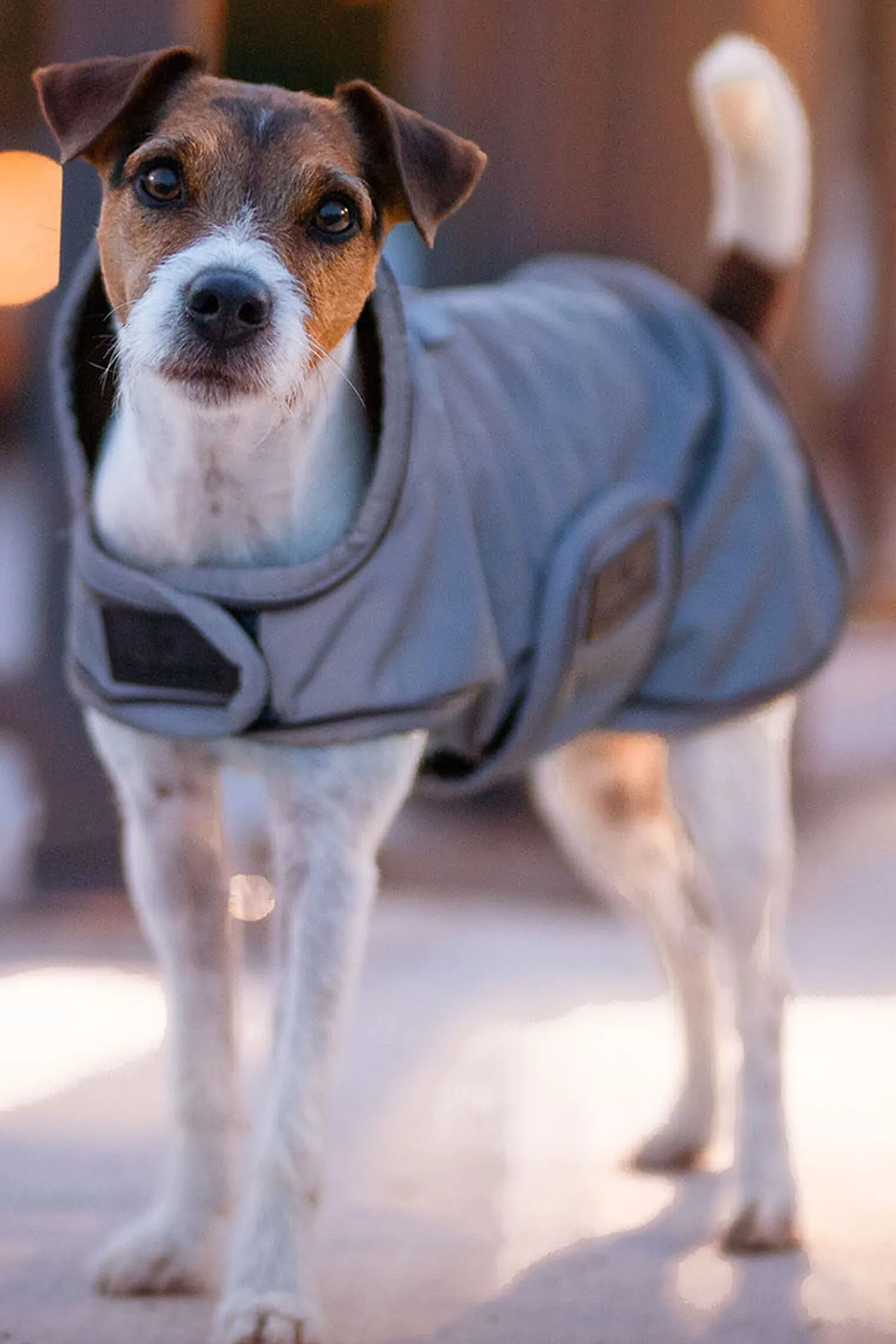 Kentucky Dogwear hundedekken, reflekterende og vannavvisende