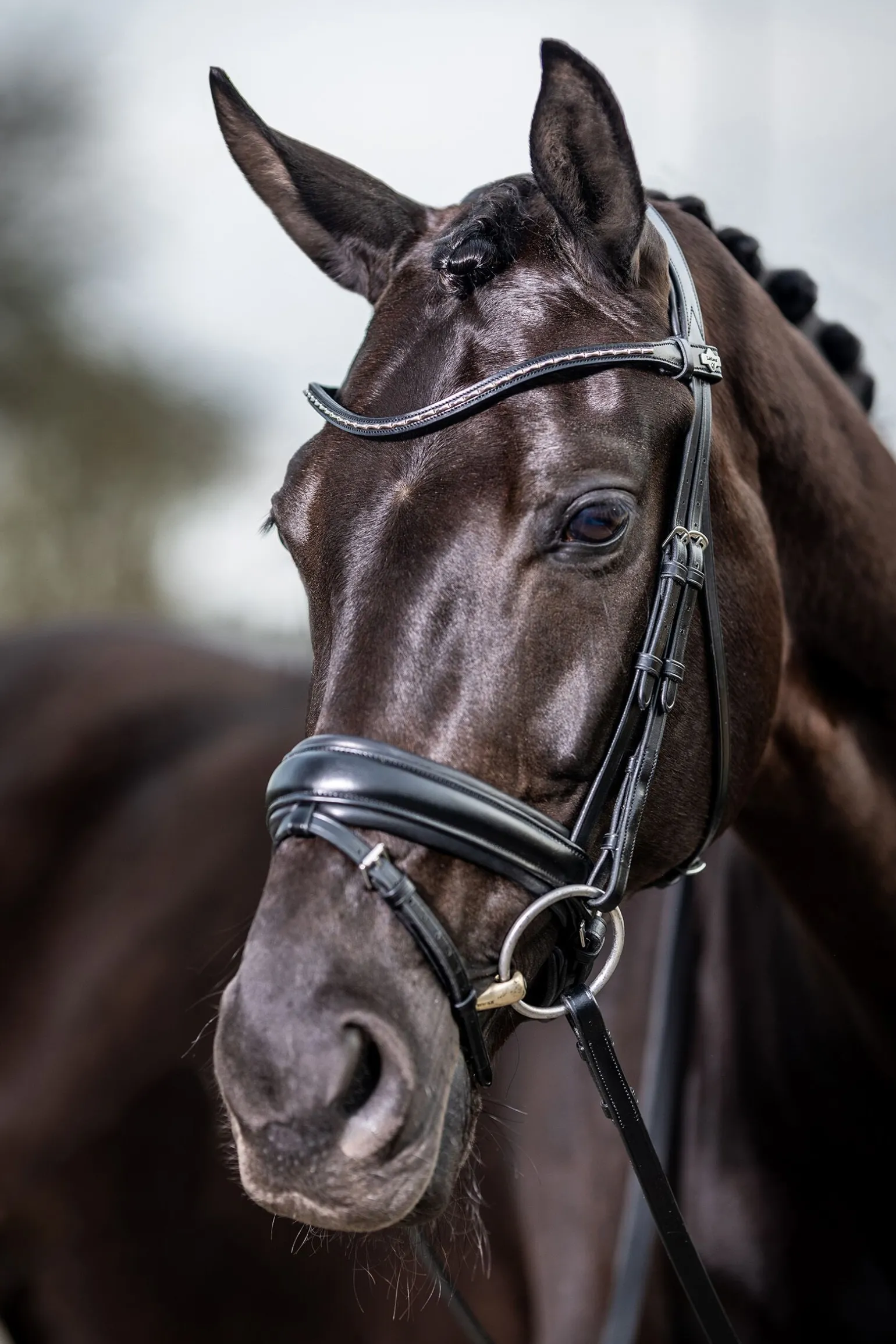 LeMieux Classic dressurhodelag
