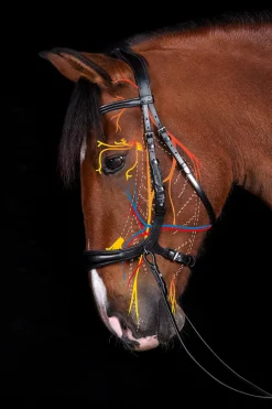 Schockemöhle Sports Equitus Theta 3-i-1 hodelag